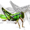igor Komornyy. «grasshopperSingular grasshopper  Plural grasshoppers»